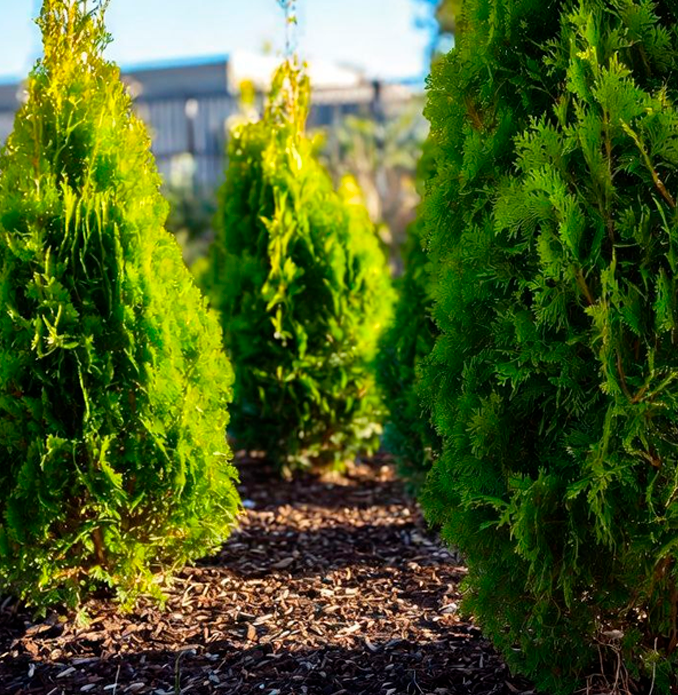 Весенняя оттепель - 30% на туи Брабандт и Смарагд