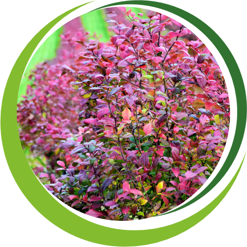 Декоративные кустарники