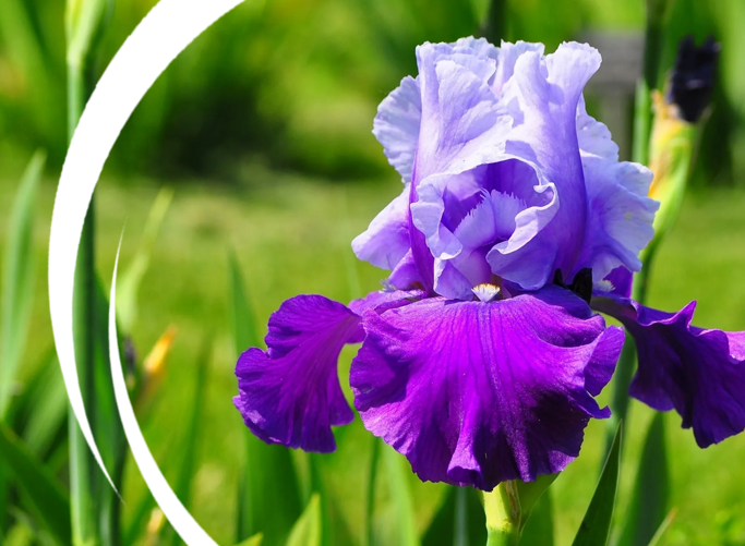 Многолетние